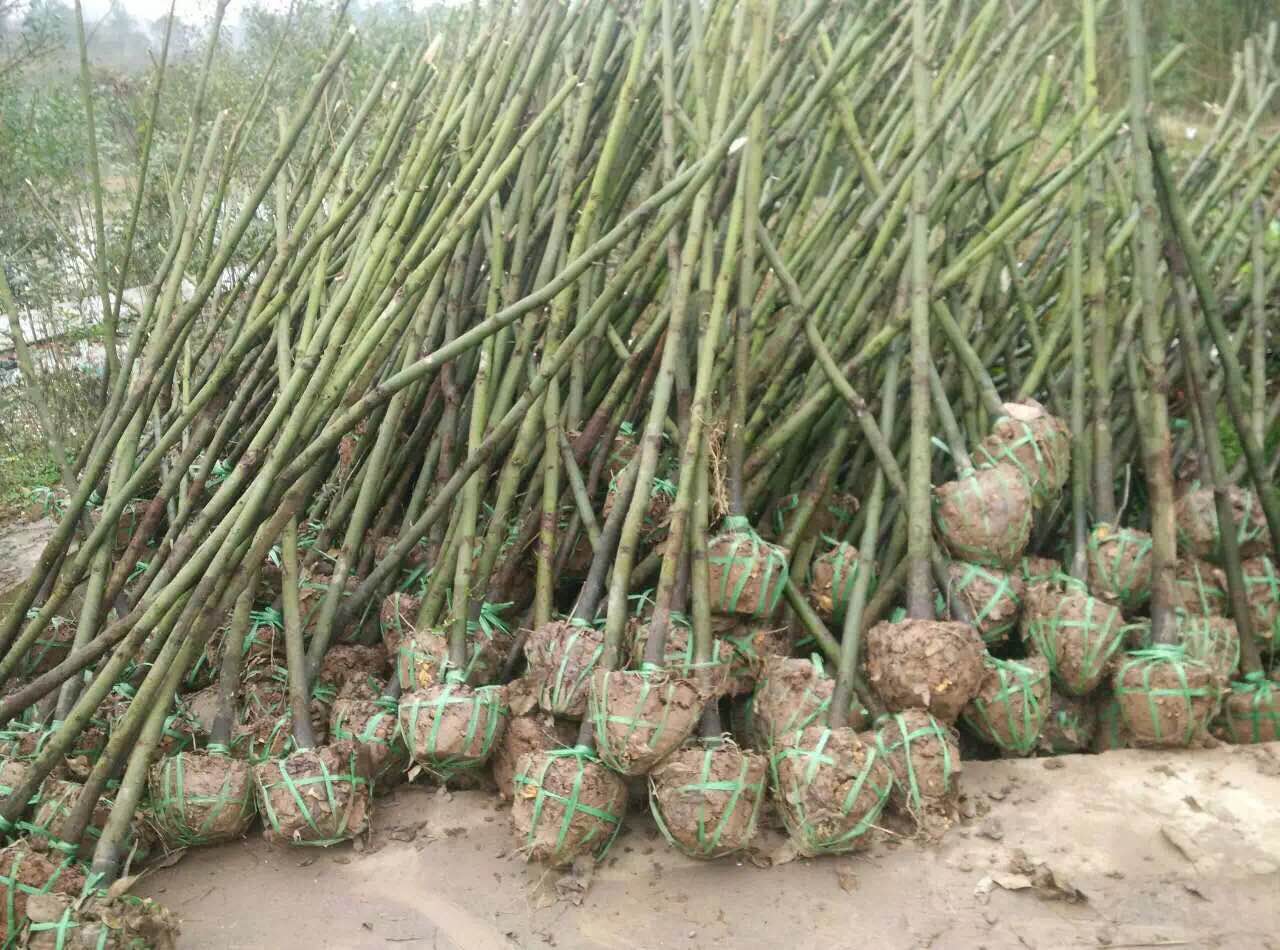 香樟苗